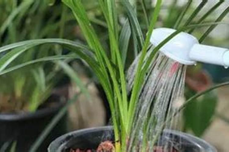 白兰花夏天怎么浇水