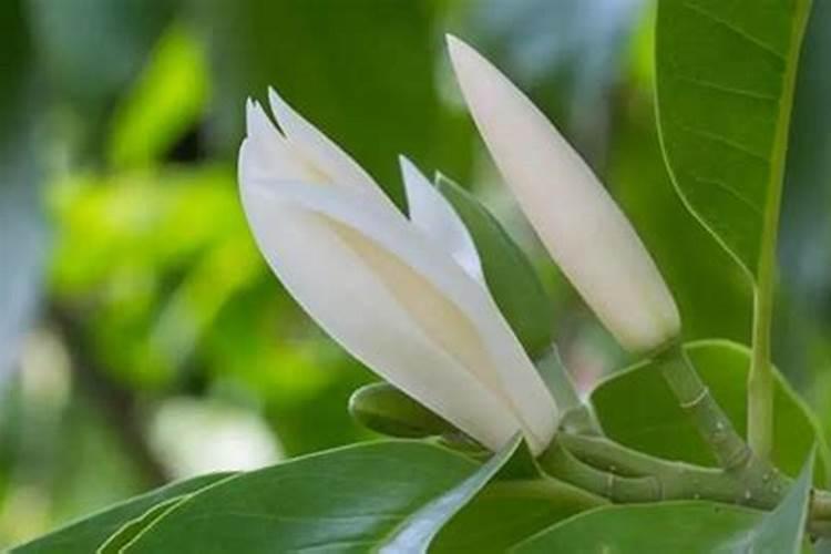 白兰花用什么肥料最好