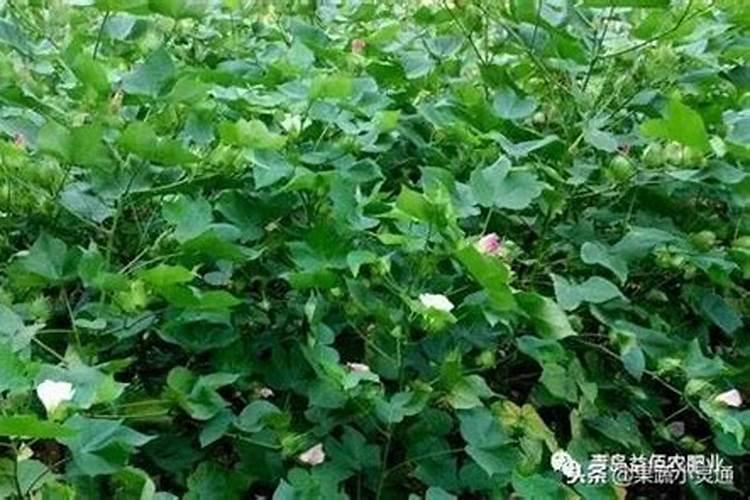 适合棉花的肥料种类主要有几种？