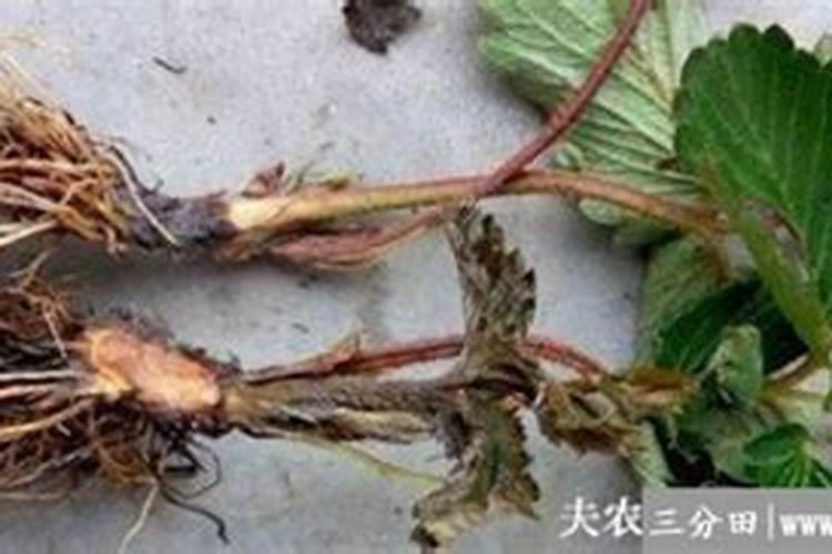 玉米幼苗卷叶原因,幼苗期施什么肥好