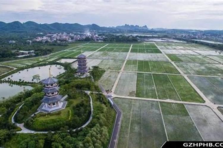 什么时候种龙眼成活