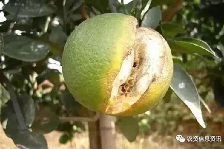 钾肥怎么施效果好？