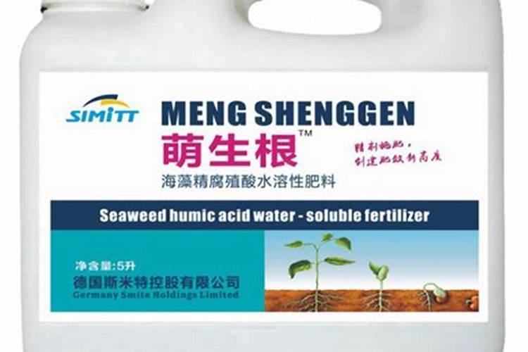 菊花的养殖方法与注意事项？