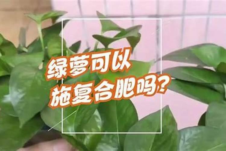 绿萝怎么施肥养才能更旺盛