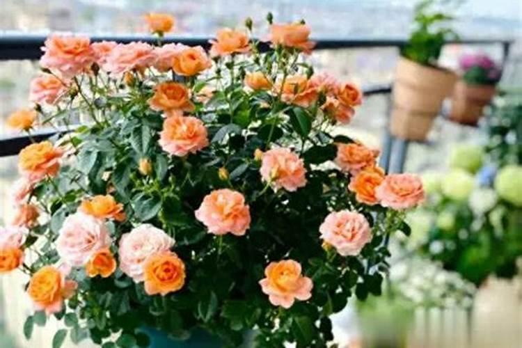 立秋后能给花盆内施肥吗