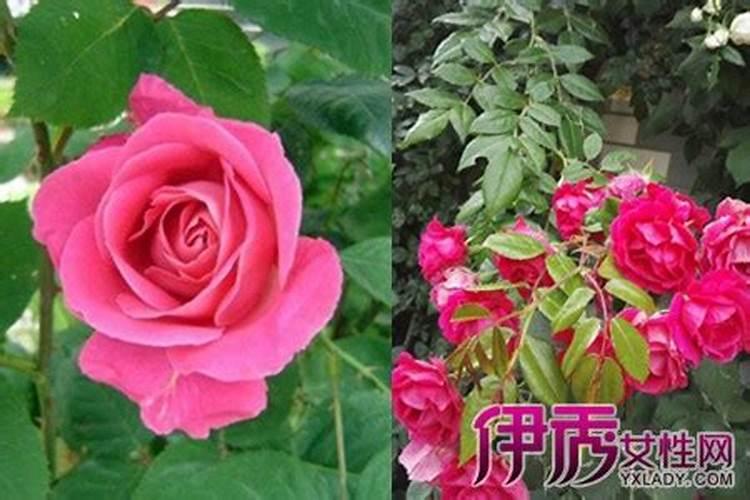 月季花正在开花时可以施肥吗
