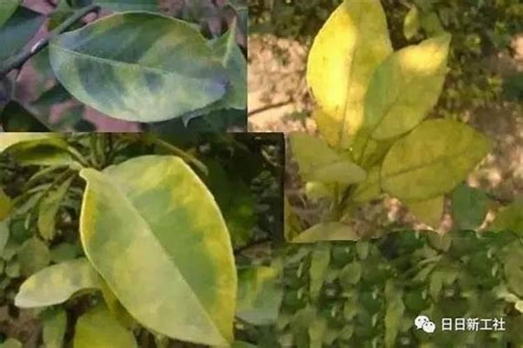柑橘黄化一定是缺素吗？防治追肥应该怎么做