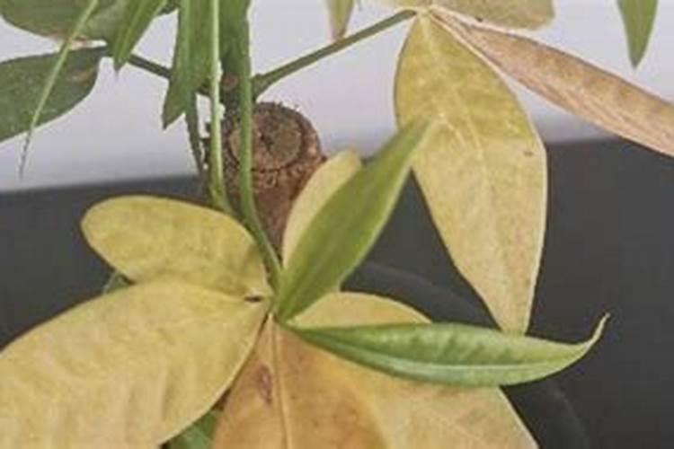 果树结果期施什么肥 果树结果期施哪些肥
