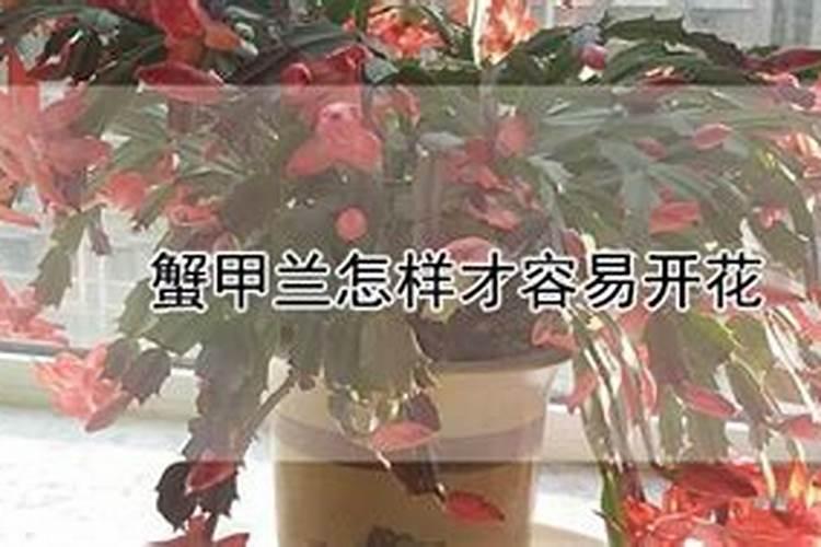 万象春和是什么茶