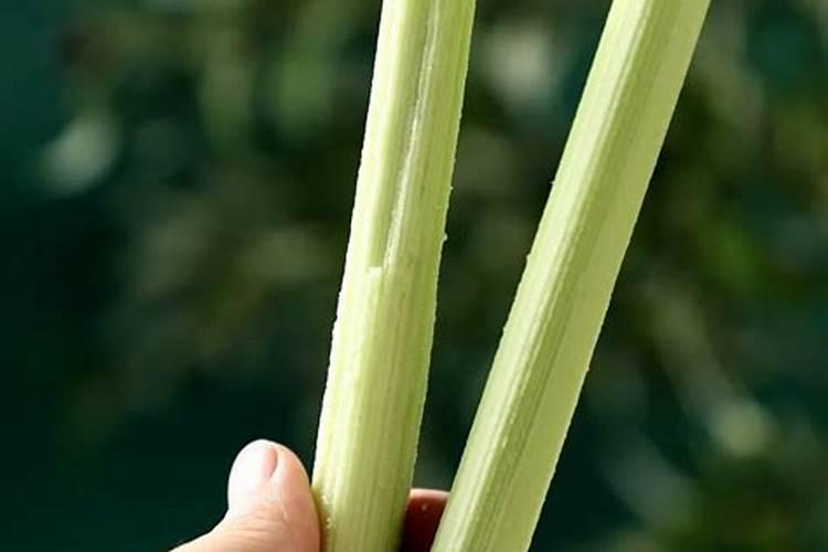 兰花可以用磷酸二氢钾肥吗 兰花能用磷酸二氢钾肥吗