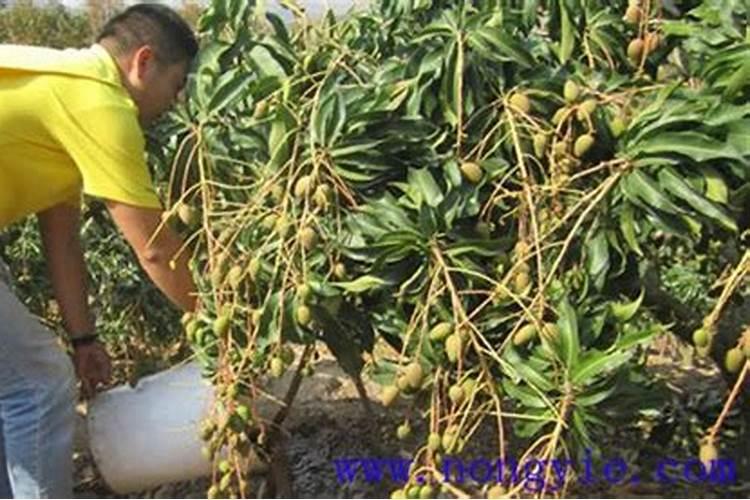 芒果用什么肥料最好