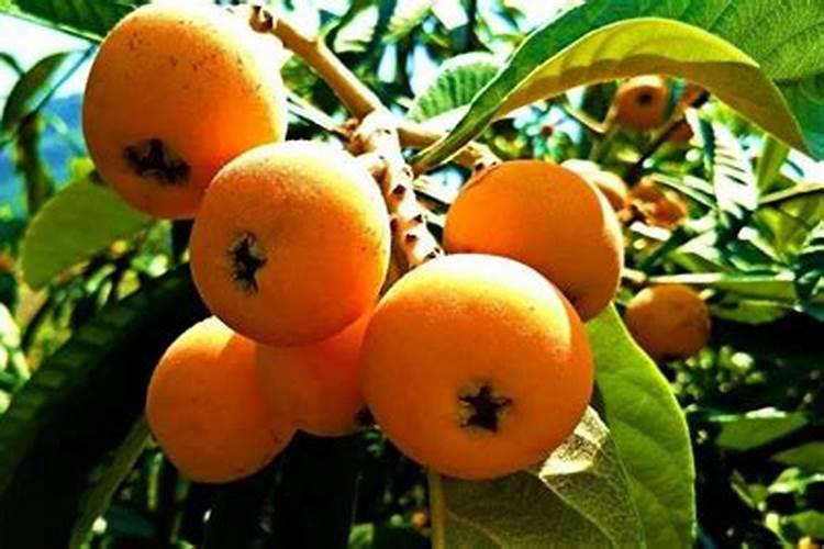 芝麻饼肥和菜籽饼哪个好