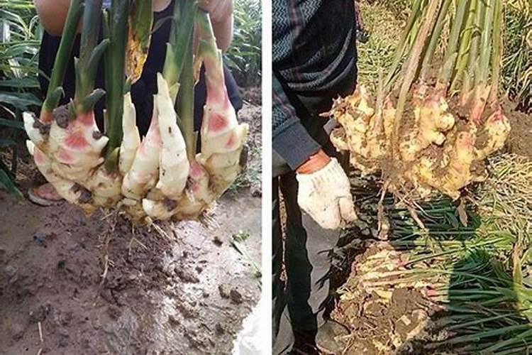花生施肥方法