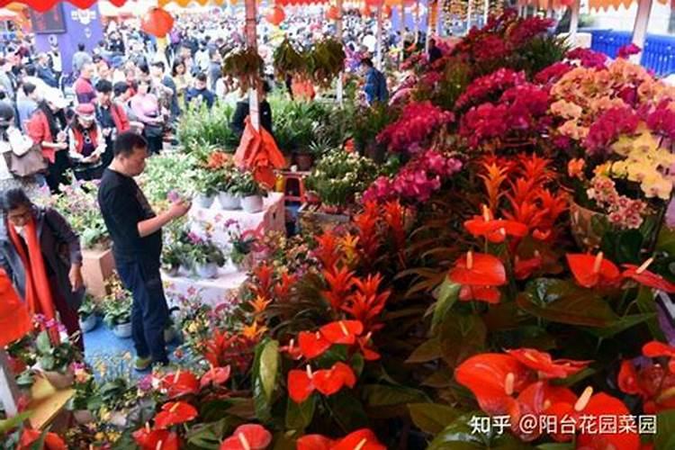 钱串花叶子颜色淡 不浓绿 这么回事？是缺肥还是缺水？