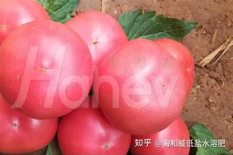 氮肥为主液肥有哪些