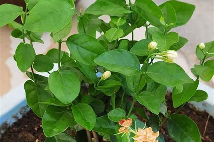 人尿可以直接浇花吗、尿作为肥料如何使用