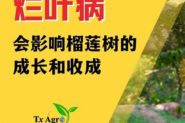 辣椒苗烂叶子,是什么病,怎么治