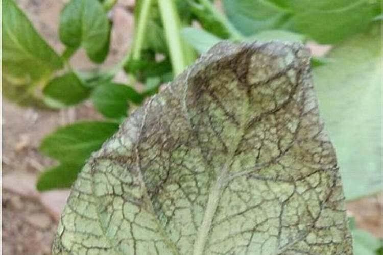 发财树腐烂病防治方法