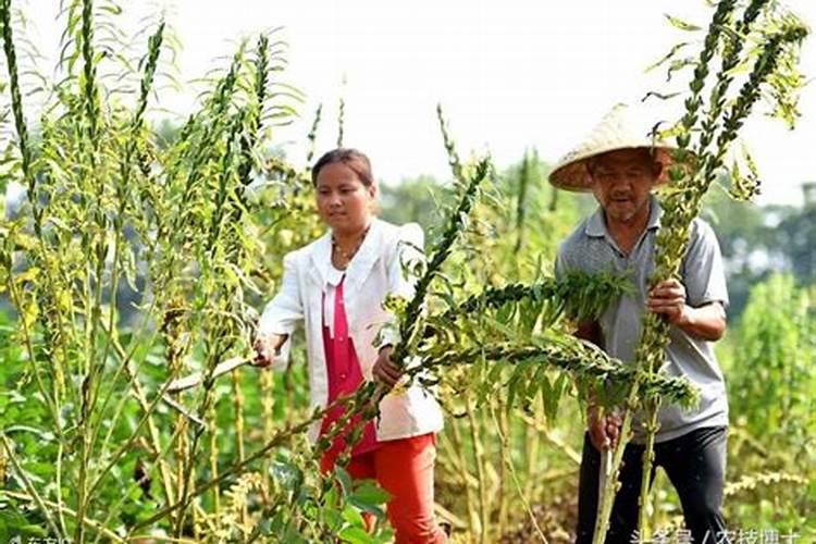 种植芝麻如何施用种肥和追肥？