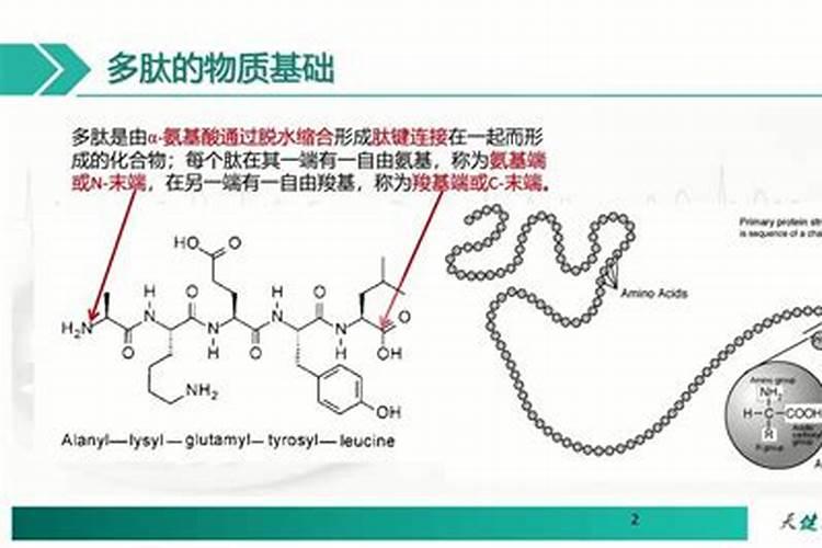 多肽尿素的功效与作用