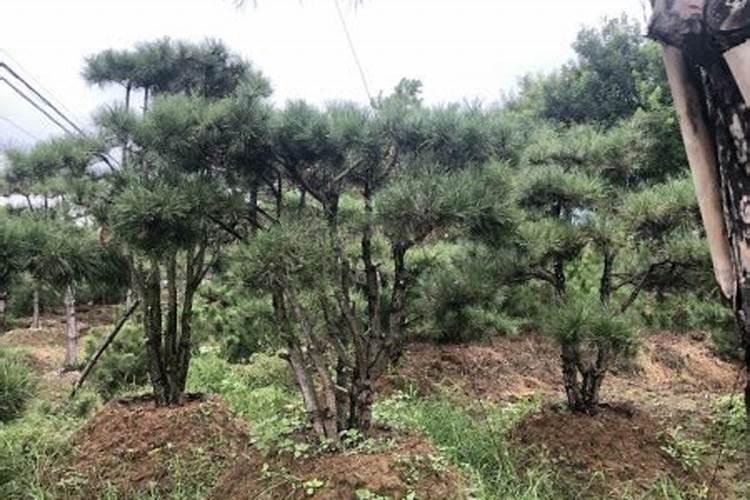 玉米顶腐病图片的防治