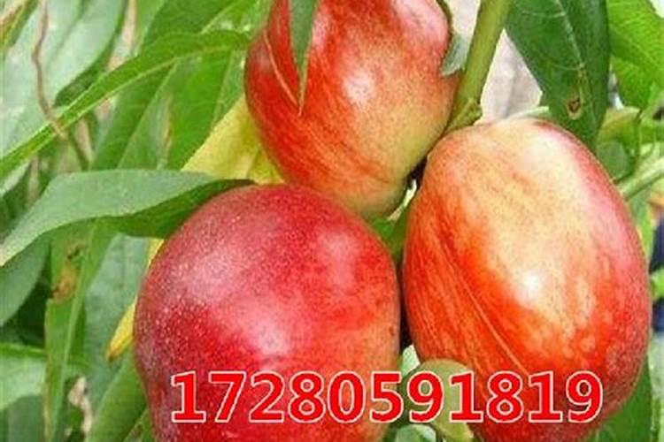 油桃怎么种 油桃种植方法与注意事项