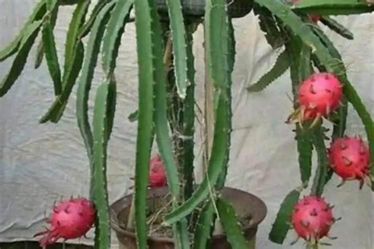 芦笋喜欢哪些肥料