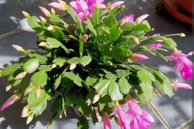 种植番茄也要施氮肥吗？在什么时候施氮肥效果好呢？