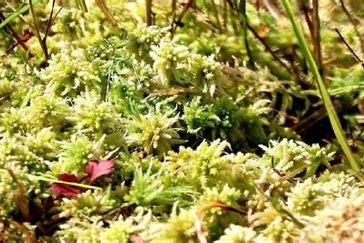 海花草什么用途