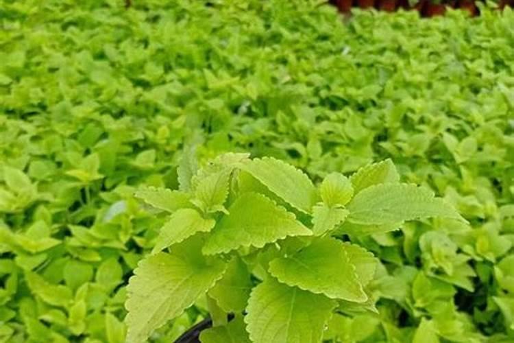 海花草适合什么土质种植