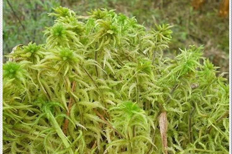 海花草种植对土壤有什么要求吗花卉百科