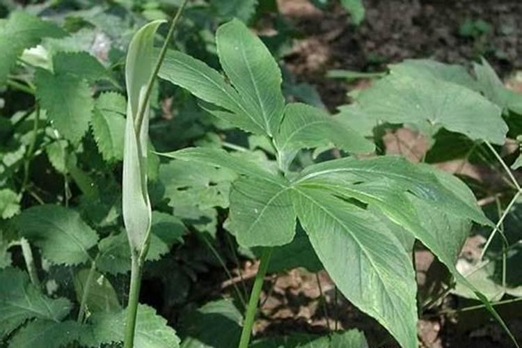 腐植酸肥料的作用和使用方法
