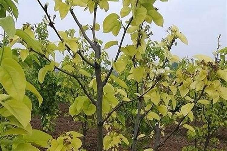 氨基酸水溶肥在梨树用法用量