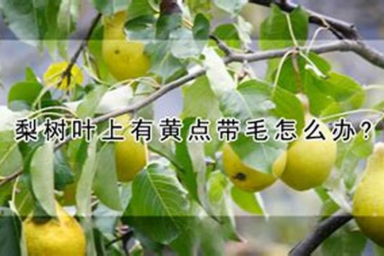 梨树施肥的最佳时间 梨树什么时候施肥