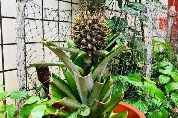 菠萝皮能做肥料种菜吗视频