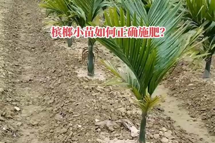 熟附片附片的应用