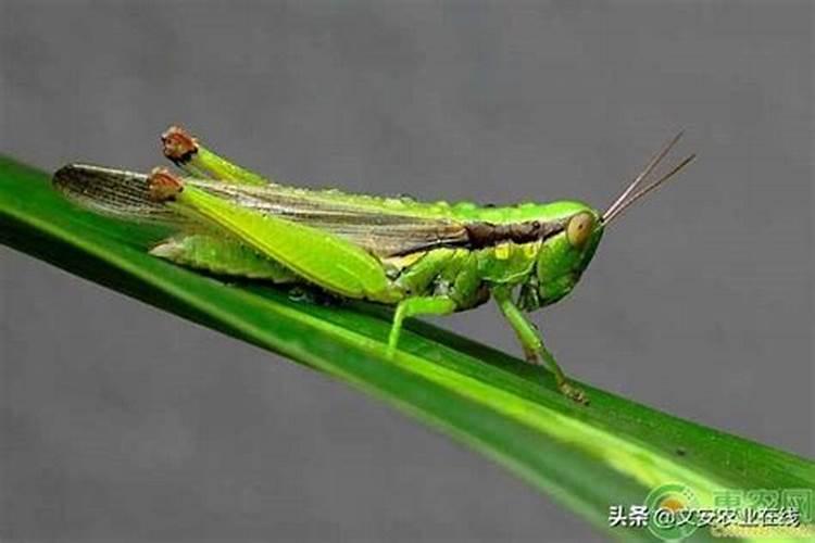 大棚蔬菜类如何合理使用硫酸钾型复合肥？