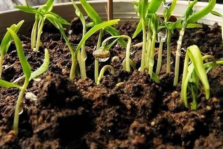大樱桃红蜜和黄蜜是不是同一个品种？请各位高手指教。非常感谢!
