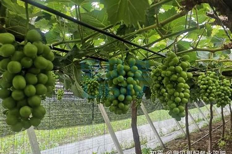 葡萄树施什么肥最好