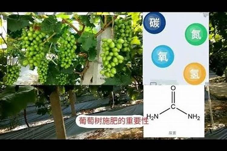 自家种的葡萄树施什么肥好