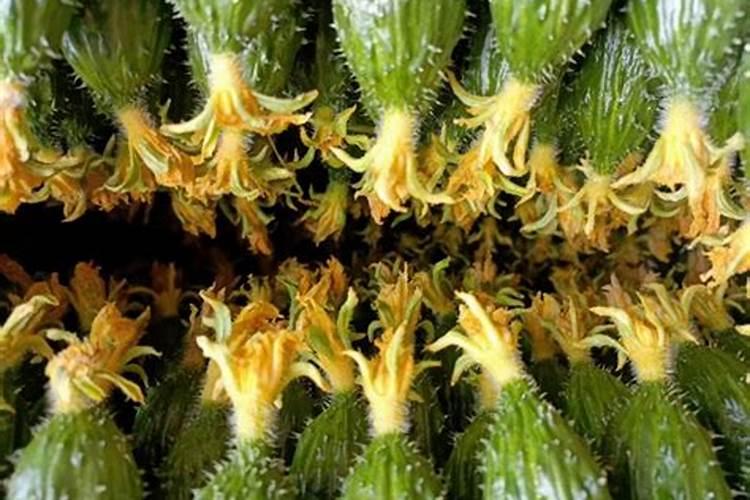 种植黄瓜、菜瓜等瓜类作物,要避开哪些施肥误区？