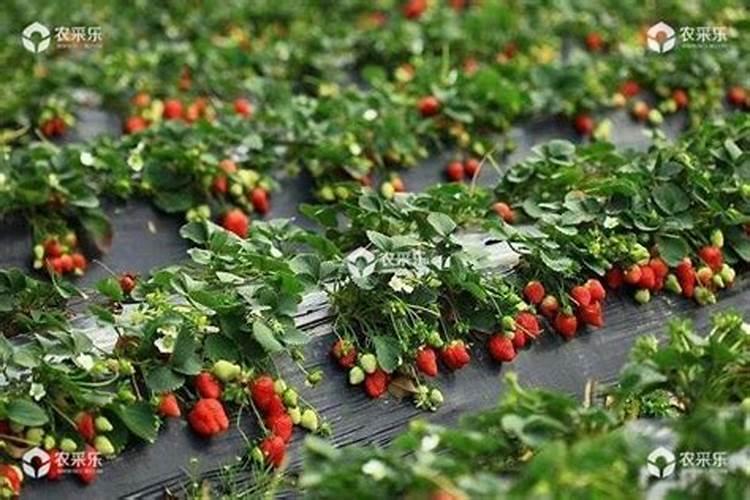 草莓的施肥技术是什么？种植草莓要注意什么问题？