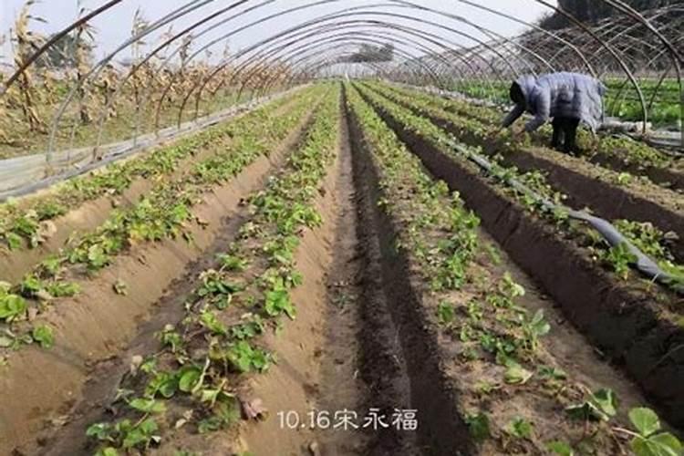 农村种植的草莓处于开花季节,应该施什么肥呢？为什么？
