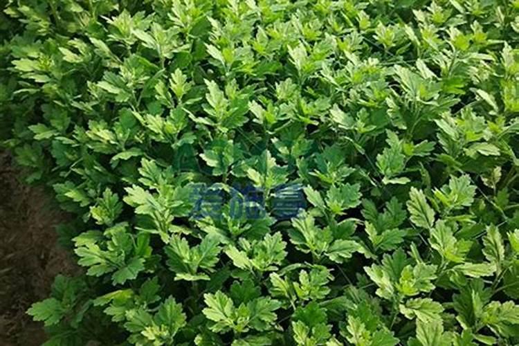 菊花有花蕾时能用磷酸二氢钾喷叶面肥吗