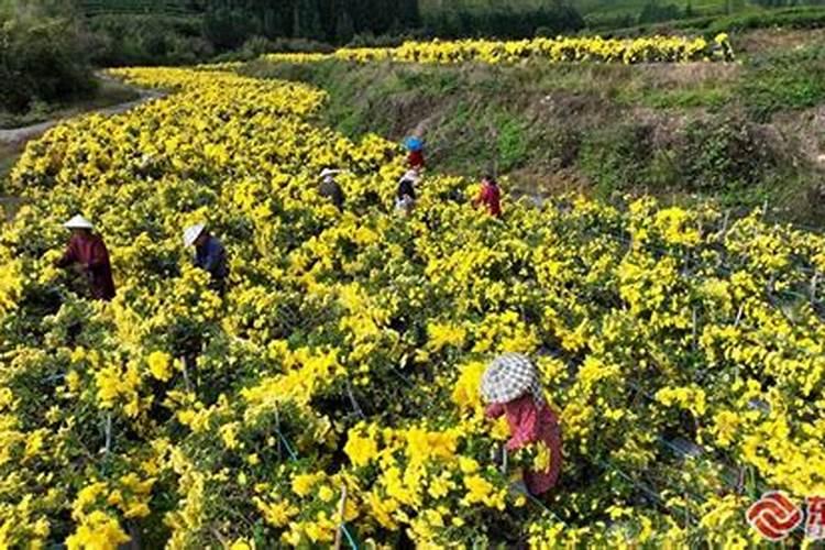 菊花有花蕾时能用磷酸二氢钾喷叶面肥吗