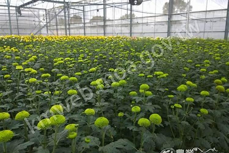 农作物在打了控旺药之后,食用后对人体有哪些不好的影响？