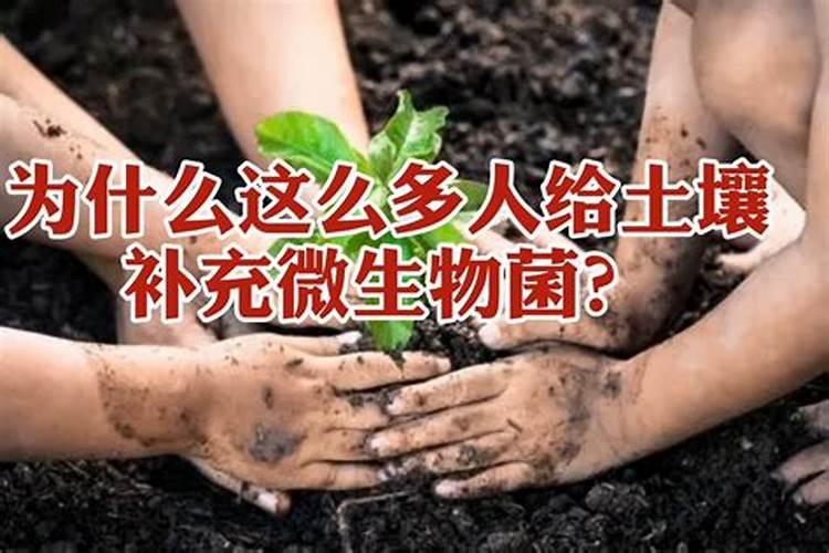 月季烂根能用芸苔素内酯吗
