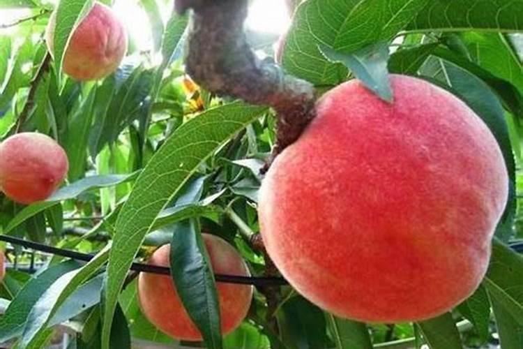 9月份哪些地方油菜收割