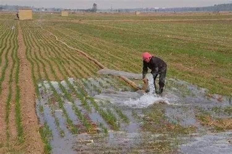 龟背竹花肥用什么合适 肥料制作与使用方法