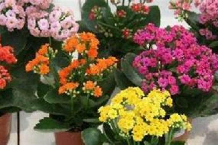 复合肥可以浇长寿花吗